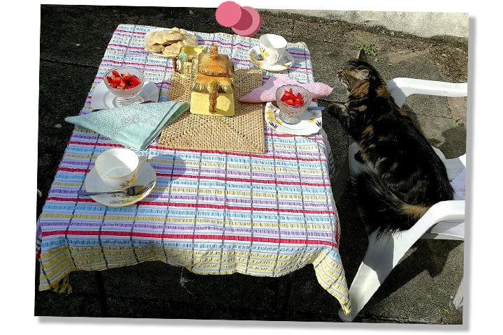 Cat sitting on a plastic chair next to table of food. Having a picnic in garden / yard.